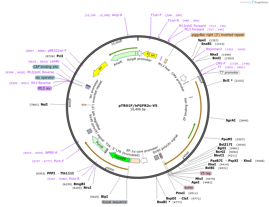 236013-plasmid-map-sequence-id-469608
