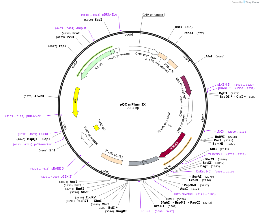 37355-plasmid-map-sequence-id-46964