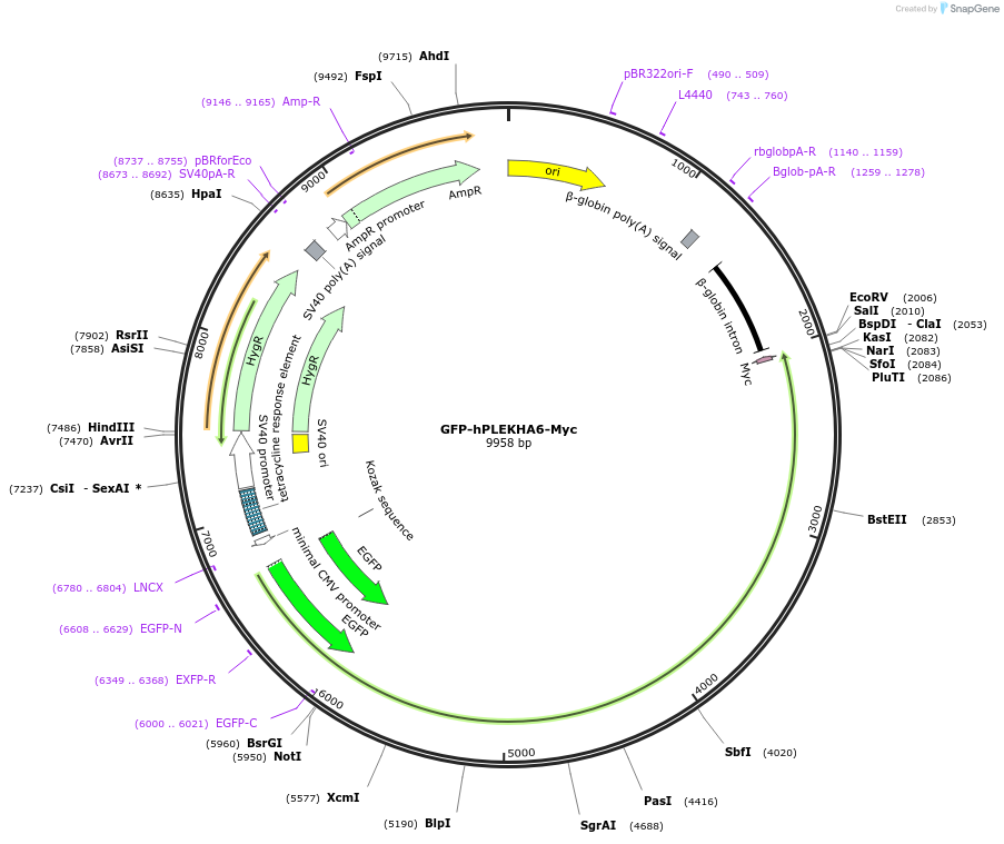 236540-plasmid-map-sequence-id-469641