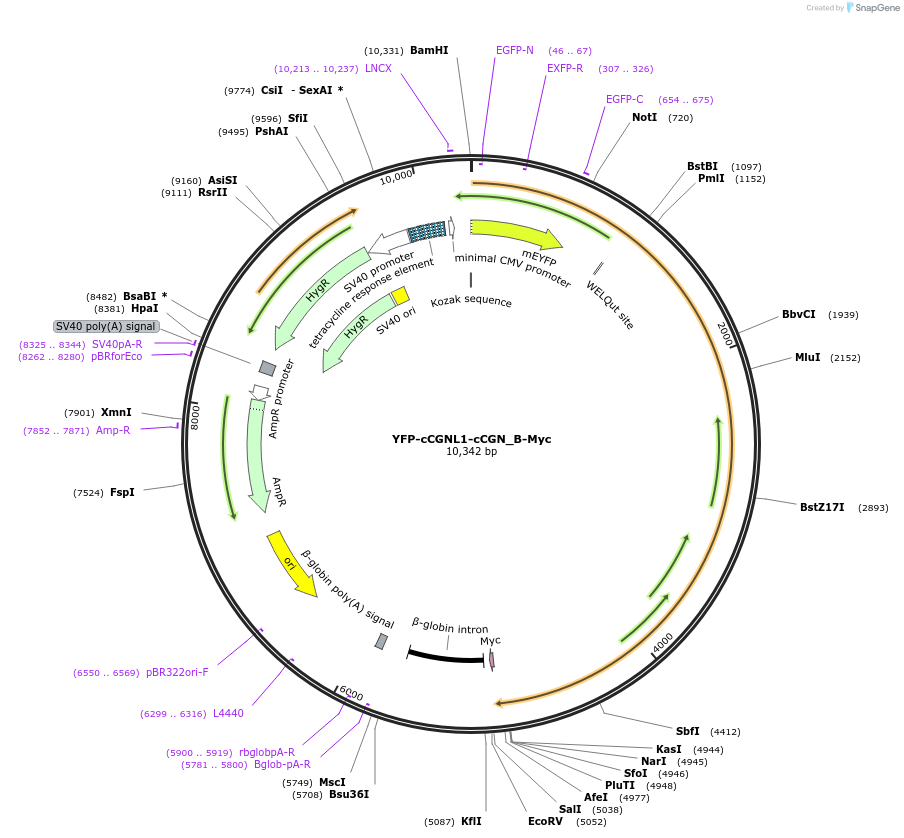 236524-plasmid-map-sequence-id-469642