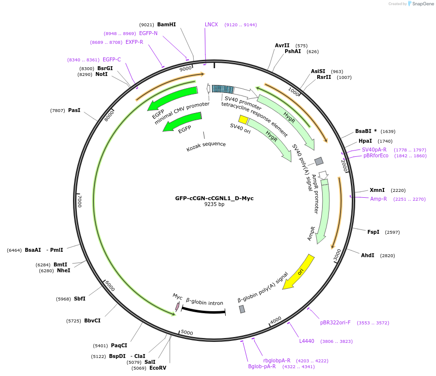 236523-plasmid-map-sequence-id-469645