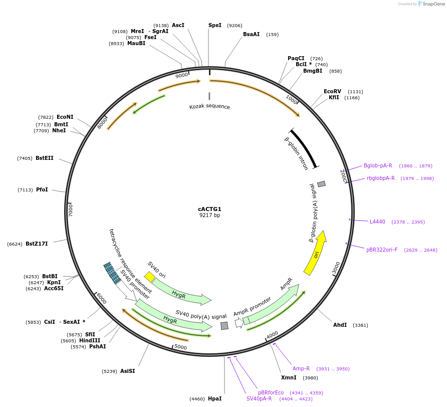 236543-plasmid-map-sequence-id-469646