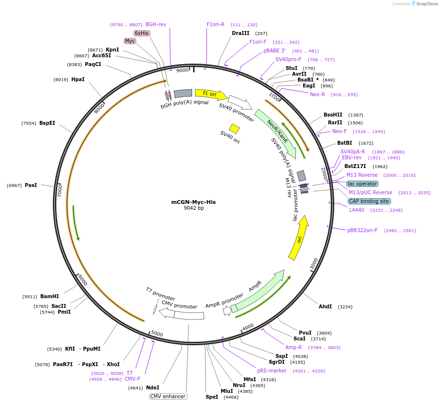 236510-plasmid-map-sequence-id-469647