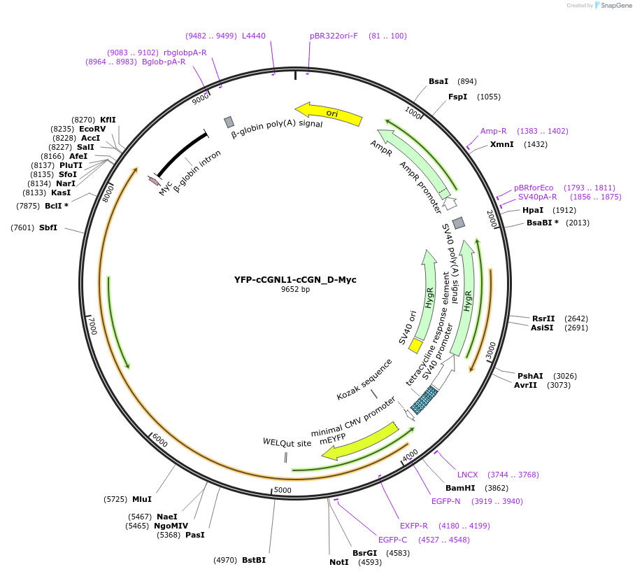 236525-plasmid-map-sequence-id-469650