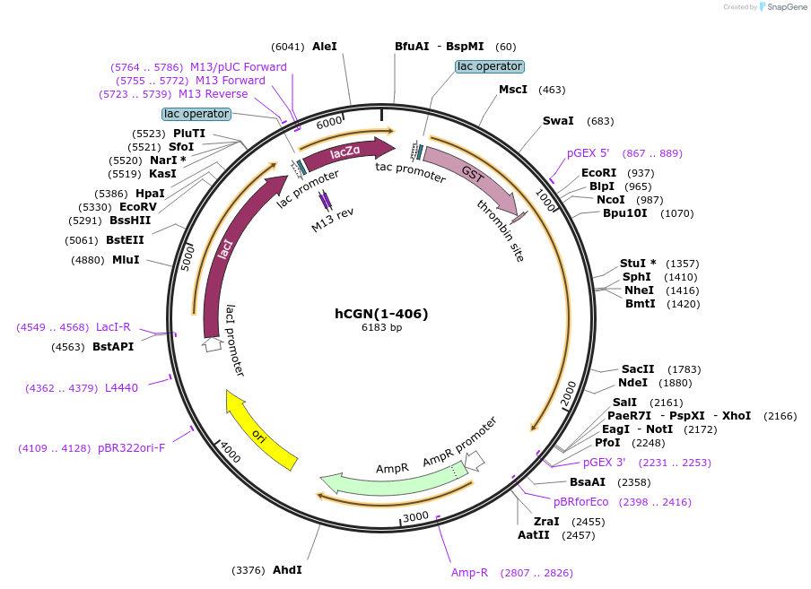 236503-plasmid-map-sequence-id-469651