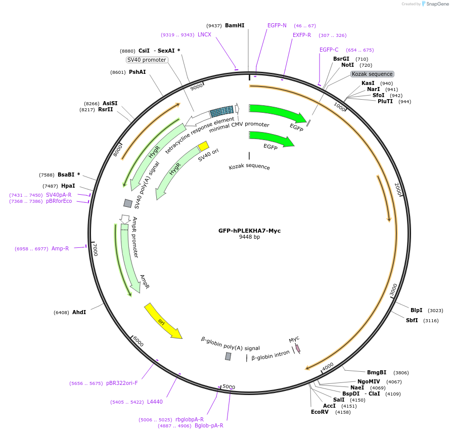 236538-plasmid-map-sequence-id-469653