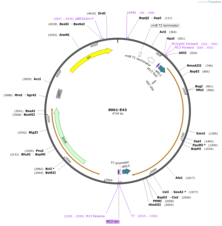 234280-plasmid-map-sequence-id-469705