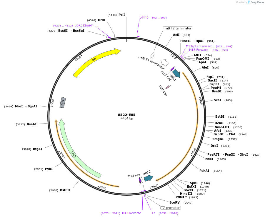 234290-plasmid-map-sequence-id-469707