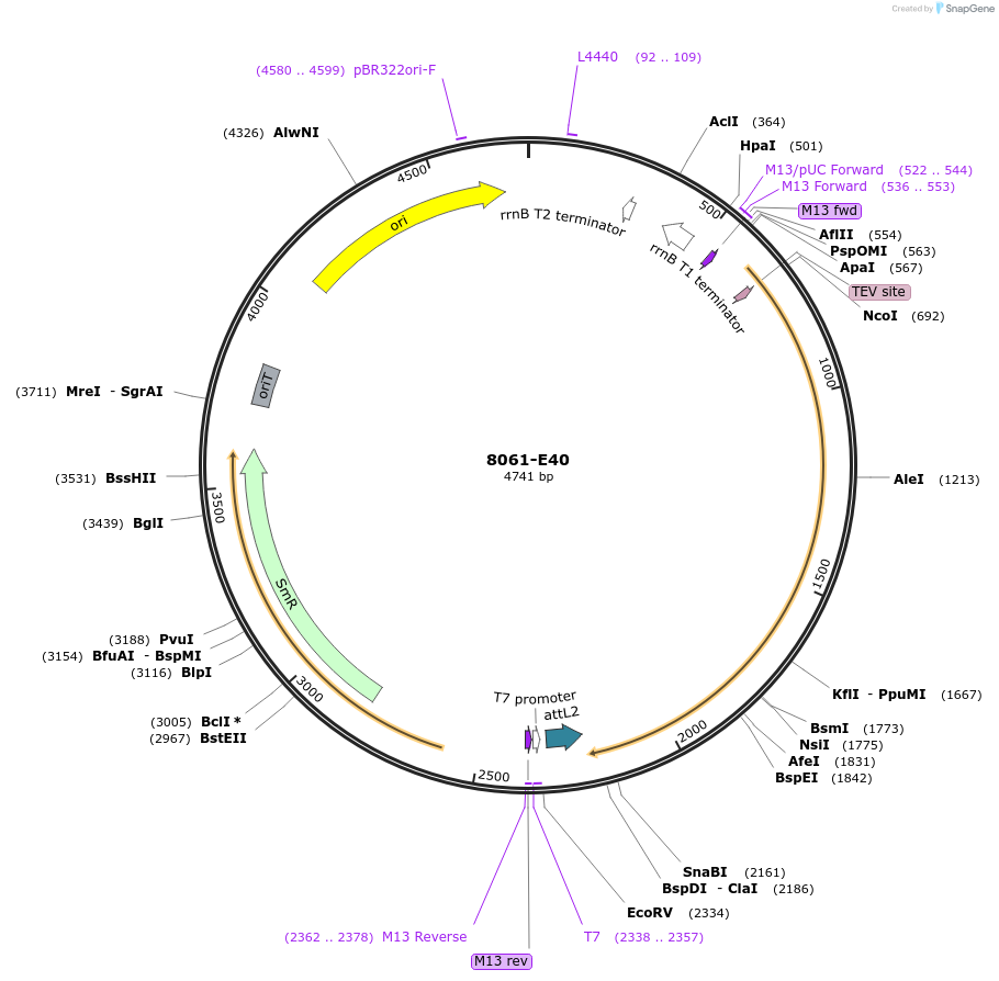 234277-plasmid-map-sequence-id-469716