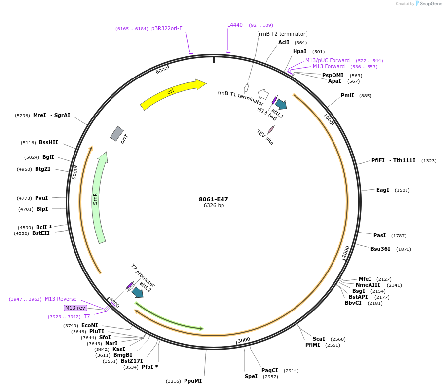 234284-plasmid-map-sequence-id-469719