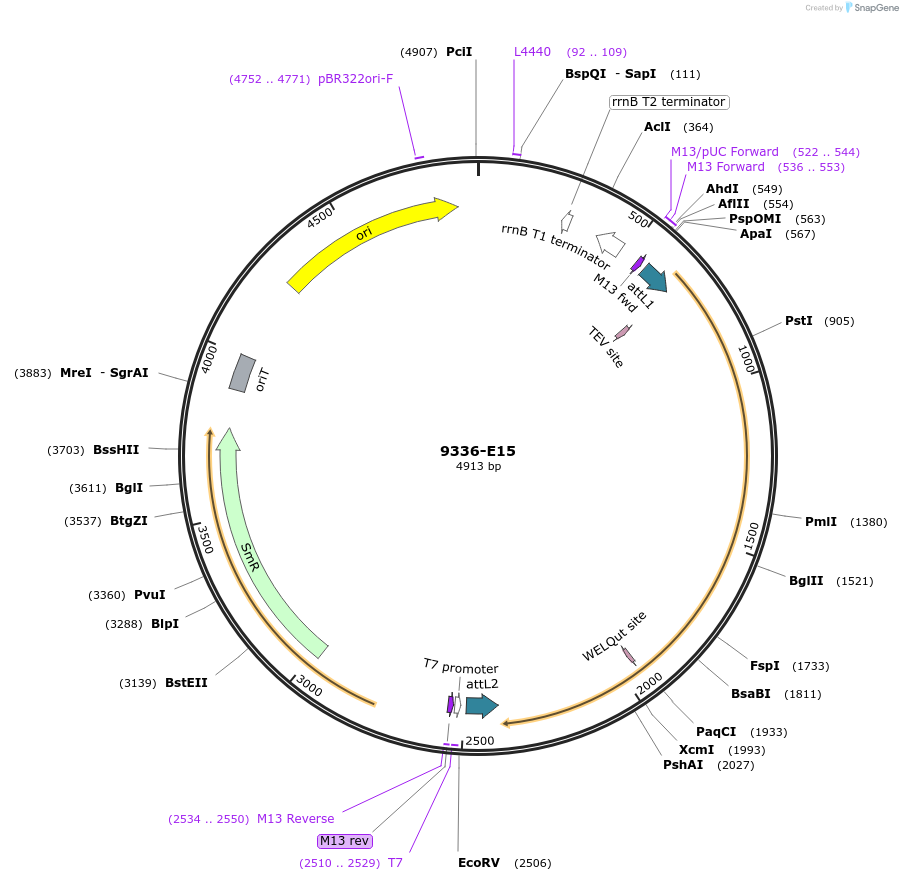 234303-plasmid-map-sequence-id-469720
