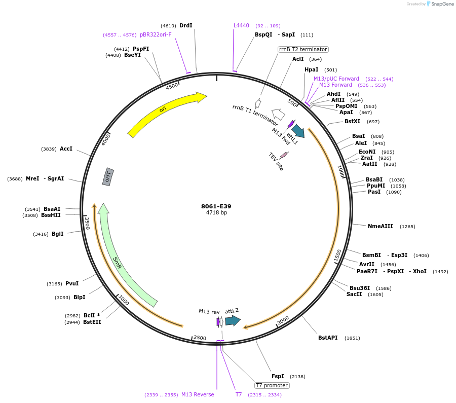 234276-plasmid-map-sequence-id-469721