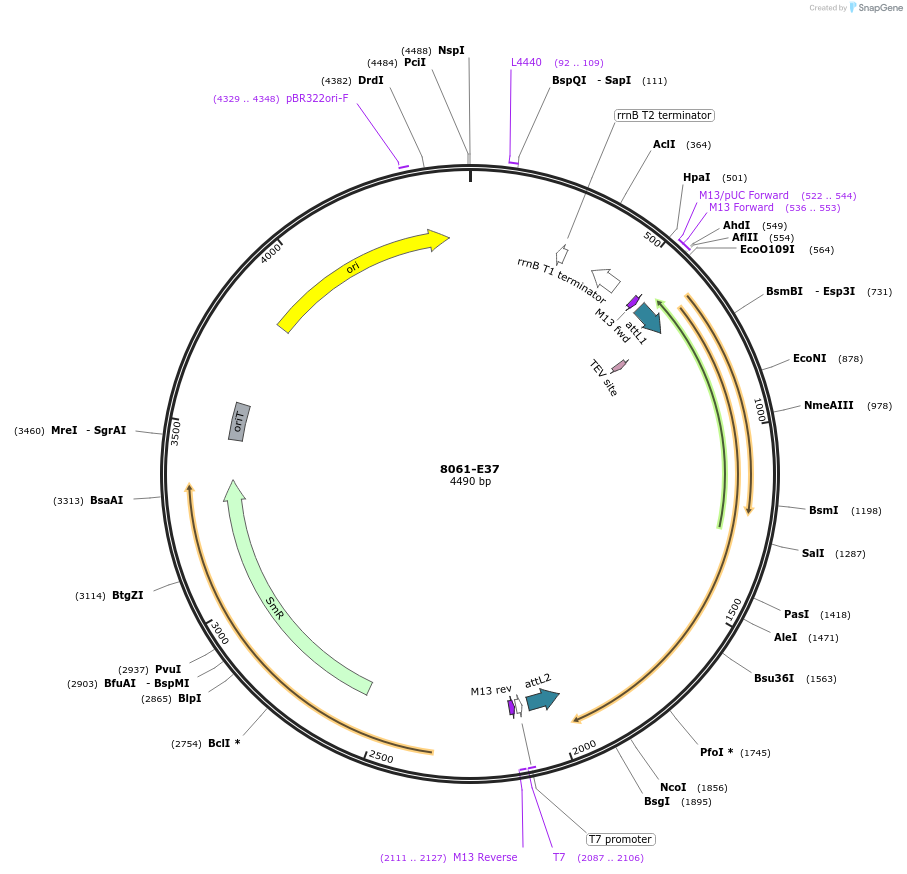 234274-plasmid-map-sequence-id-469723