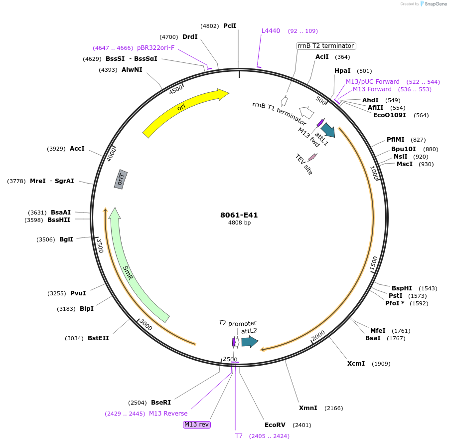 234278-plasmid-map-sequence-id-469725
