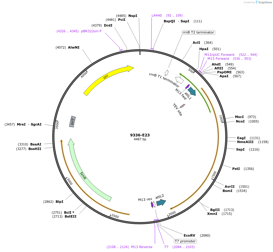 234306-plasmid-map-sequence-id-469769
