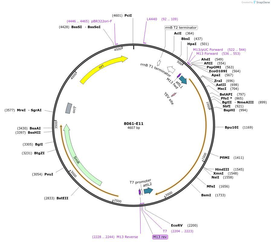 234248-plasmid-map-sequence-id-469770