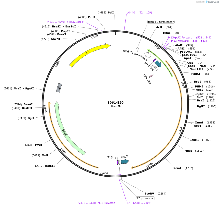 234257-plasmid-map-sequence-id-469773