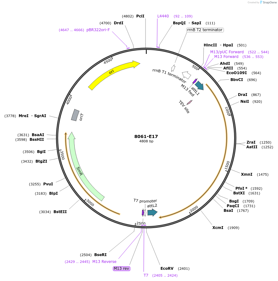 234254-plasmid-map-sequence-id-469774
