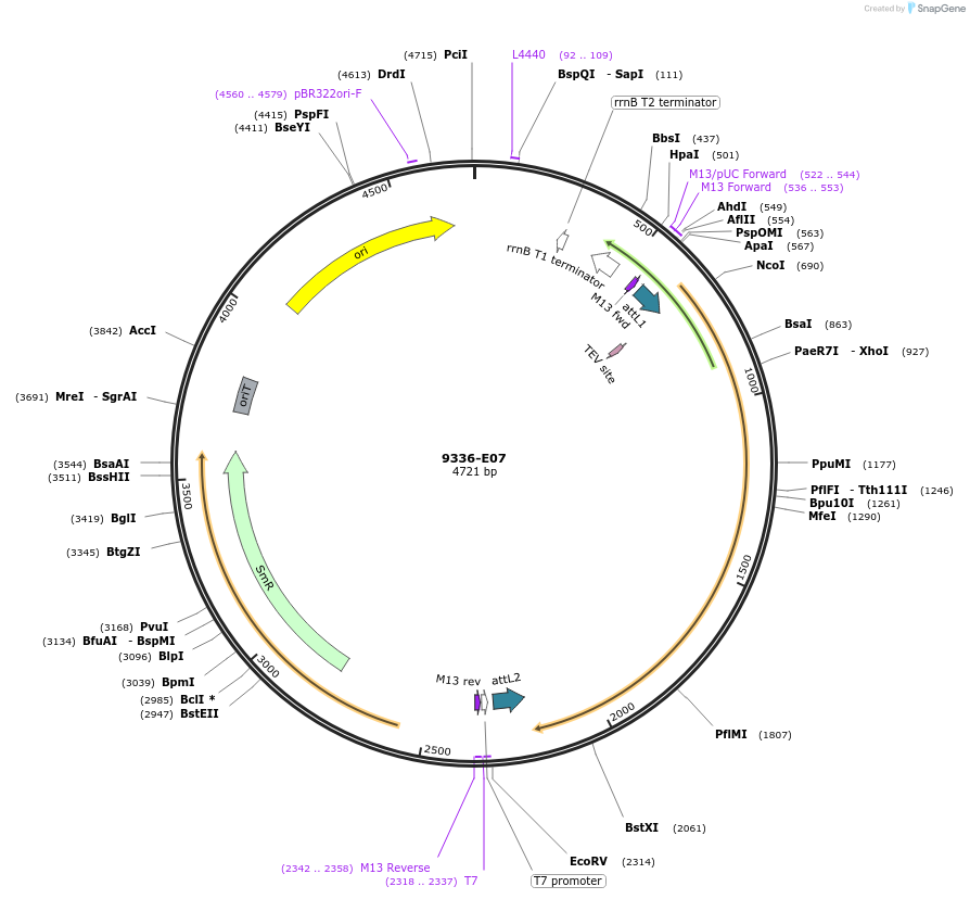 234302-plasmid-map-sequence-id-469775