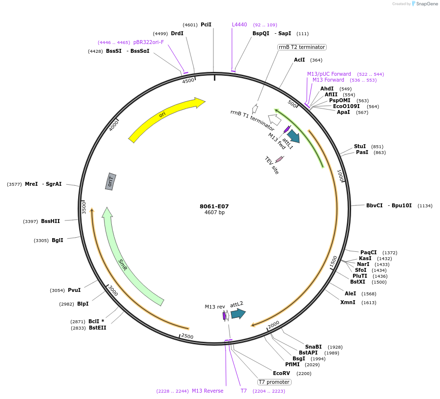 234244-plasmid-map-sequence-id-469778
