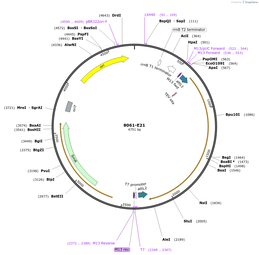 234258-plasmid-map-sequence-id-469779