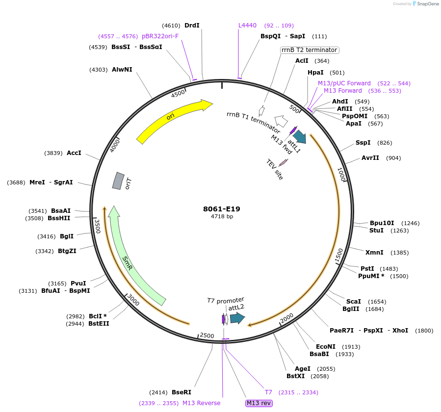 234256-plasmid-map-sequence-id-469781