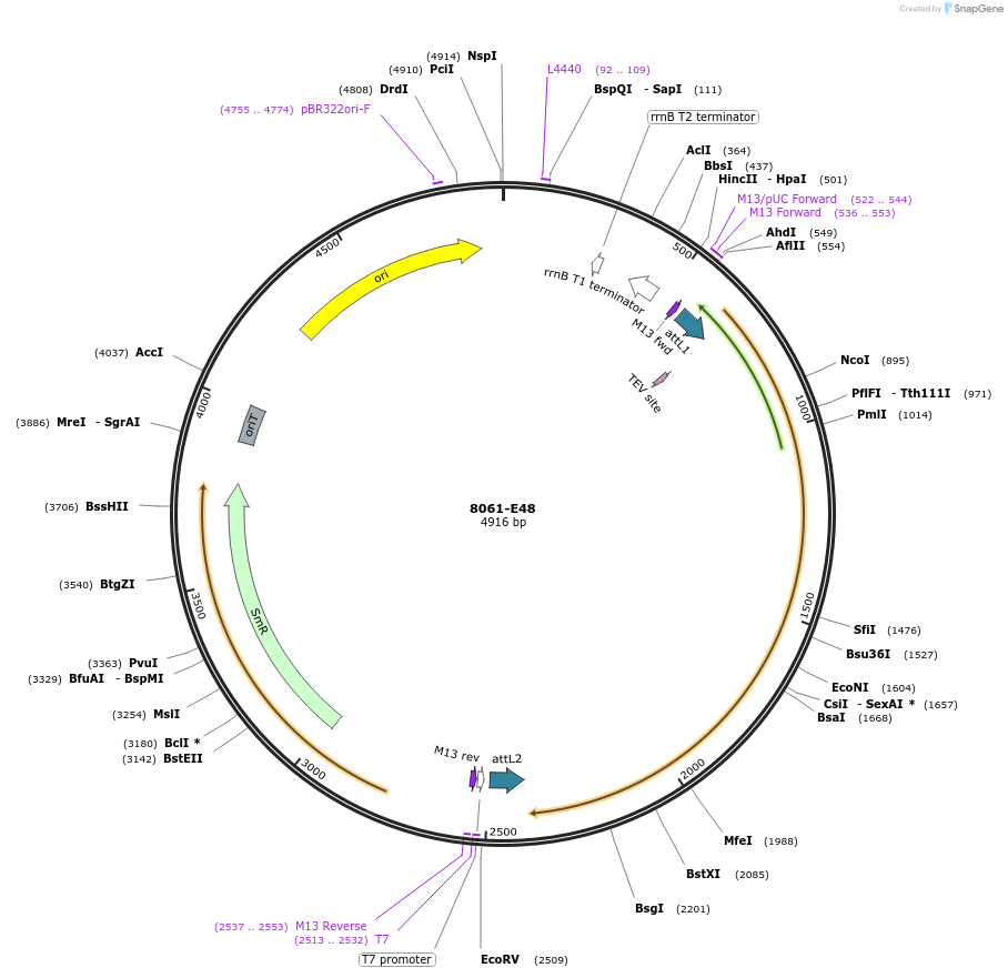 234285-plasmid-map-sequence-id-469782