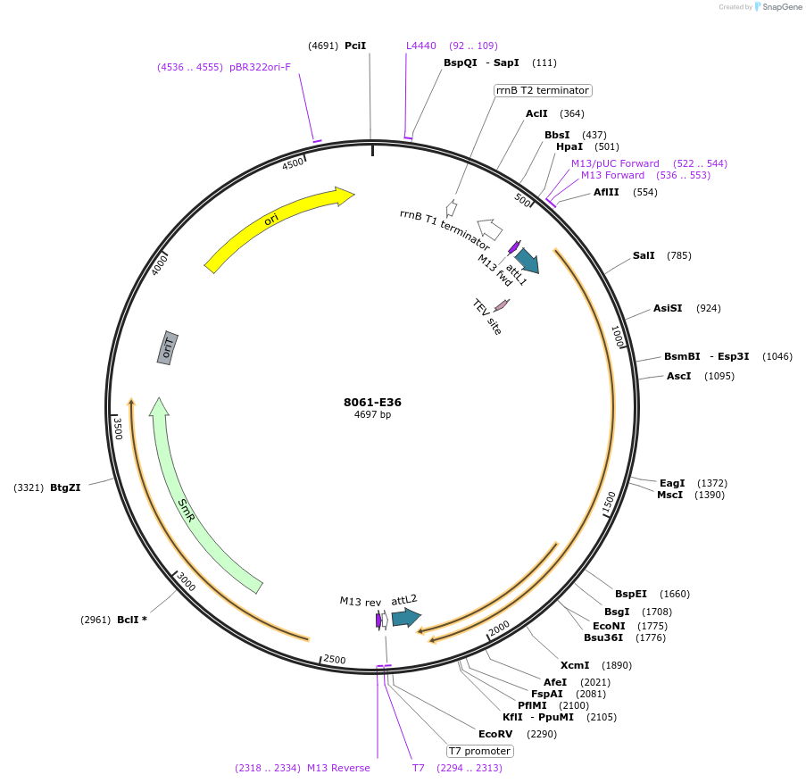 234273-plasmid-map-sequence-id-469783