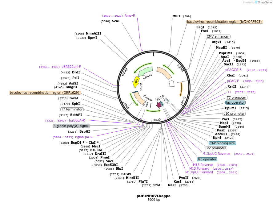 234058-plasmid-map-sequence-id-469784