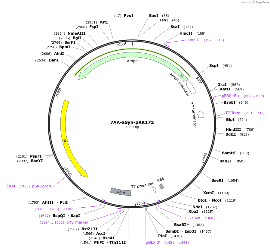 236197-plasmid-map-sequence-id-469796