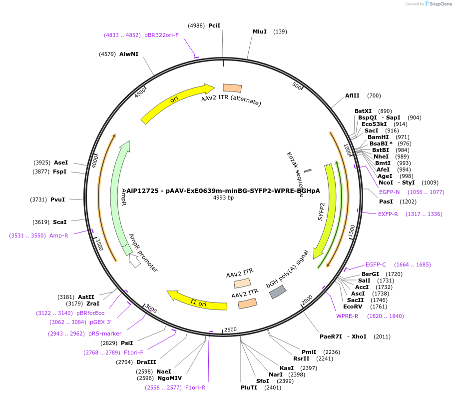 234625-plasmid-map-sequence-id-469797