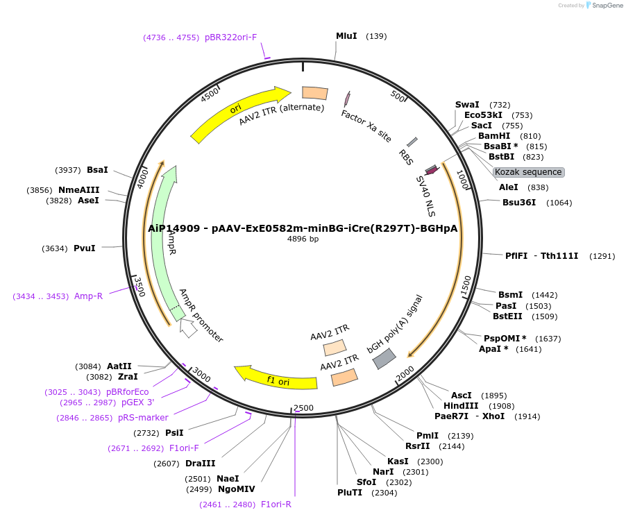 234632-plasmid-map-sequence-id-469799