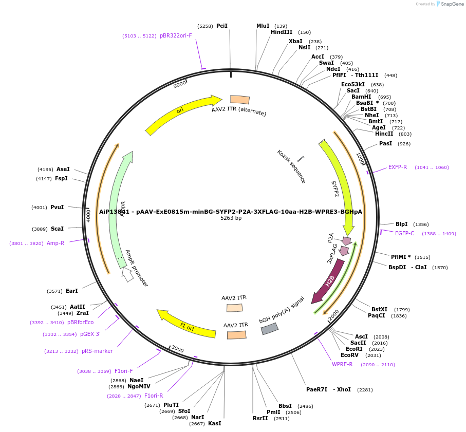 234629-plasmid-map-sequence-id-469800