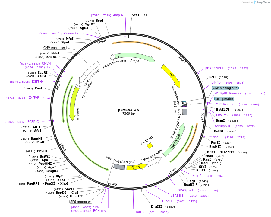 234797-plasmid-map-sequence-id-469804