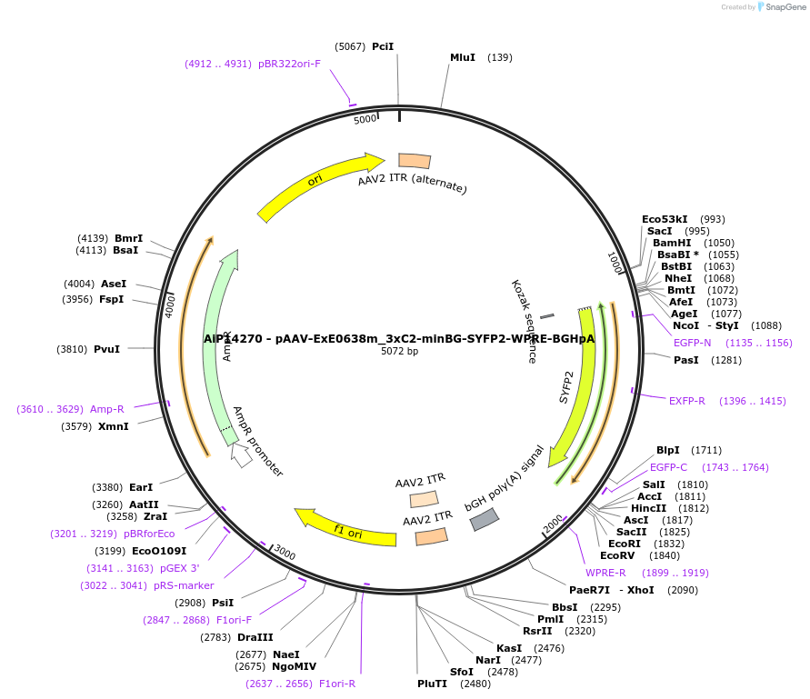 234631-plasmid-map-sequence-id-469805