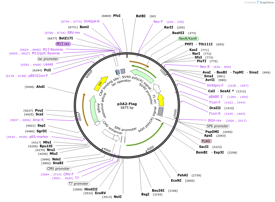 234803-plasmid-map-sequence-id-469808
