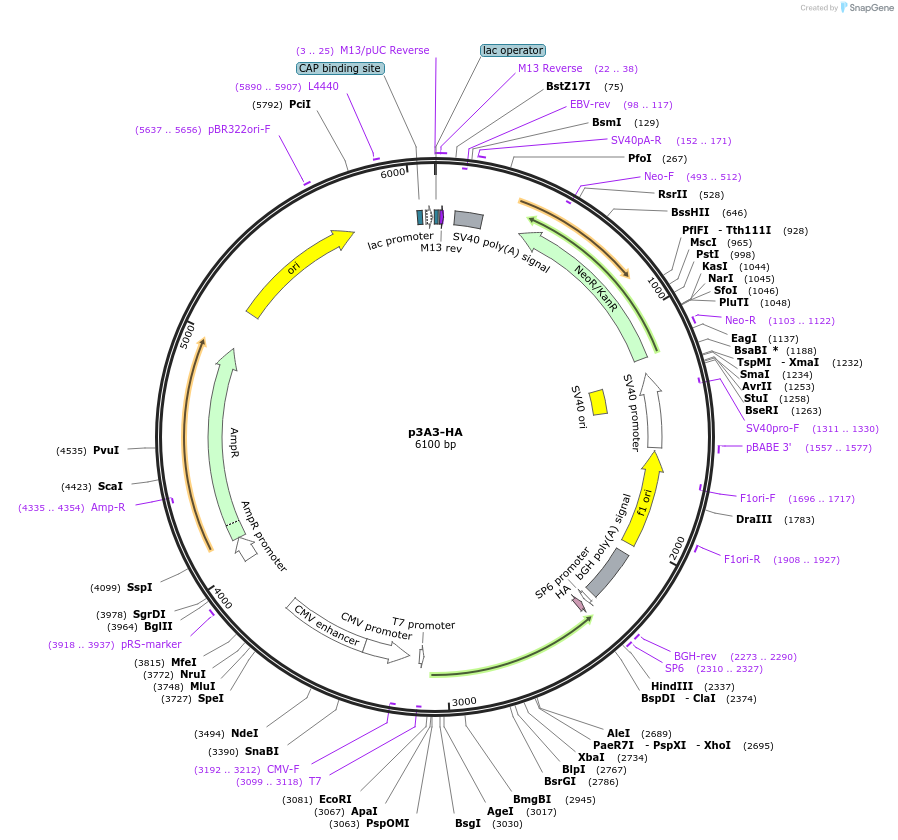 234806-plasmid-map-sequence-id-469809