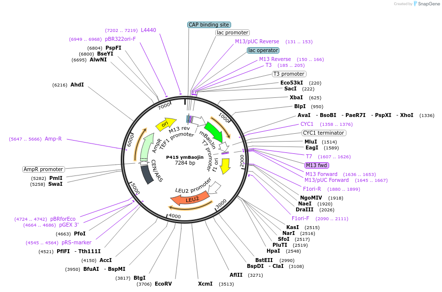 224086-plasmid-map-sequence-id-469816