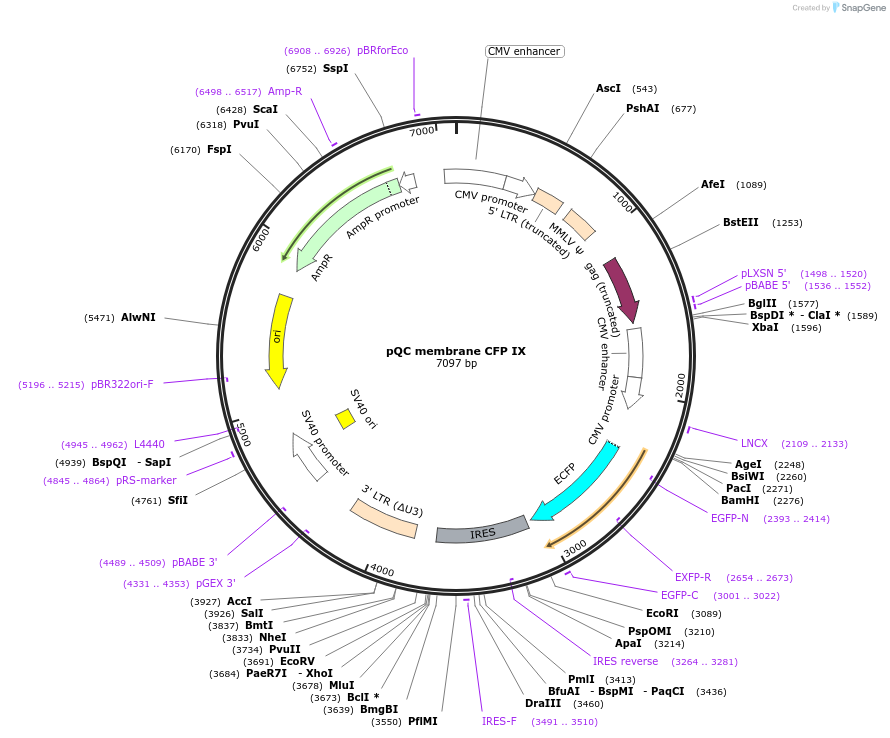 37336-plasmid-map-sequence-id-46982