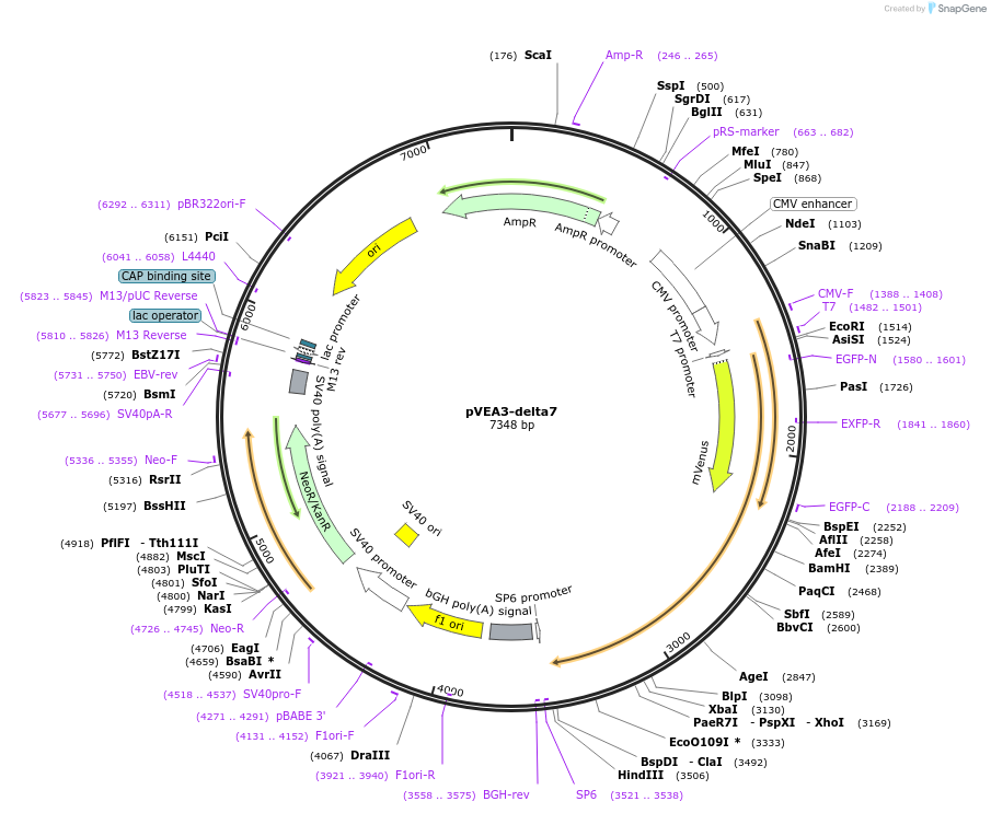 234802-plasmid-map-sequence-id-469820