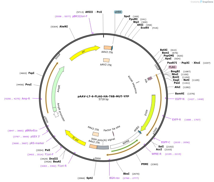 235142-plasmid-map-sequence-id-469833