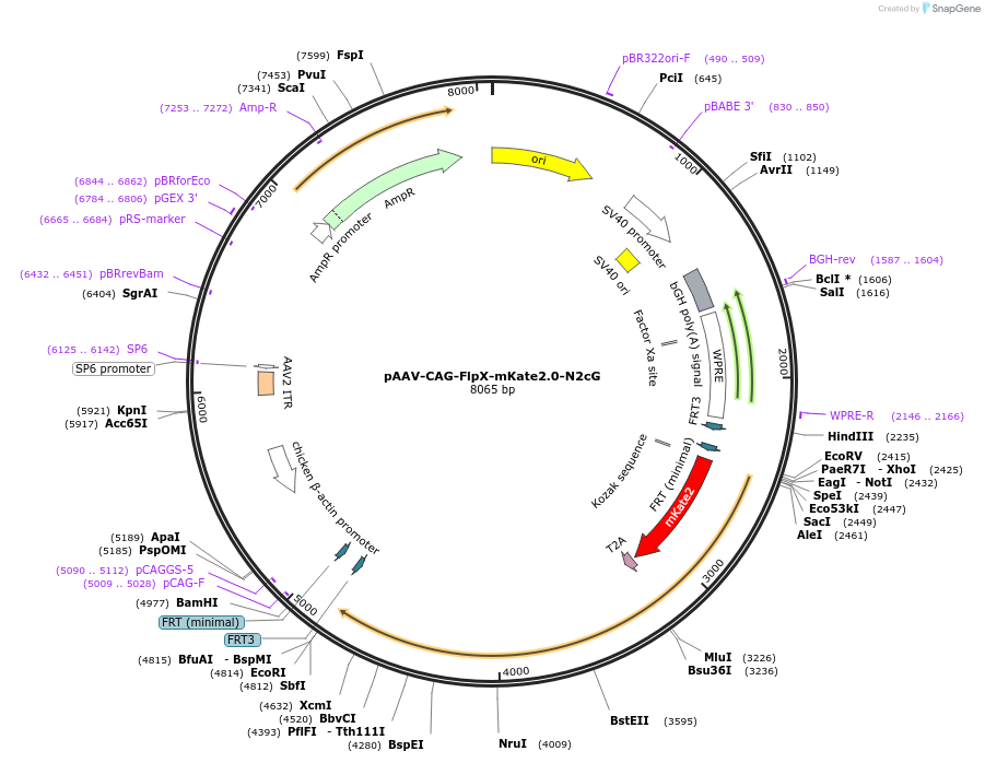 234711-plasmid-map-sequence-id-469834