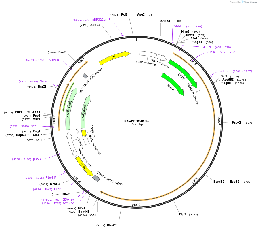 234704-plasmid-map-sequence-id-469841