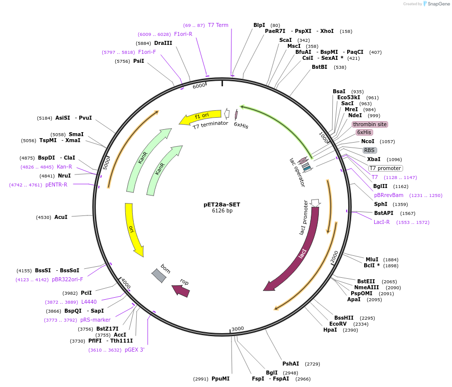234708-plasmid-map-sequence-id-469844