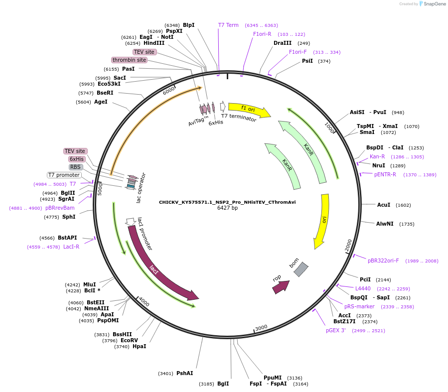 234386-plasmid-map-sequence-id-469848