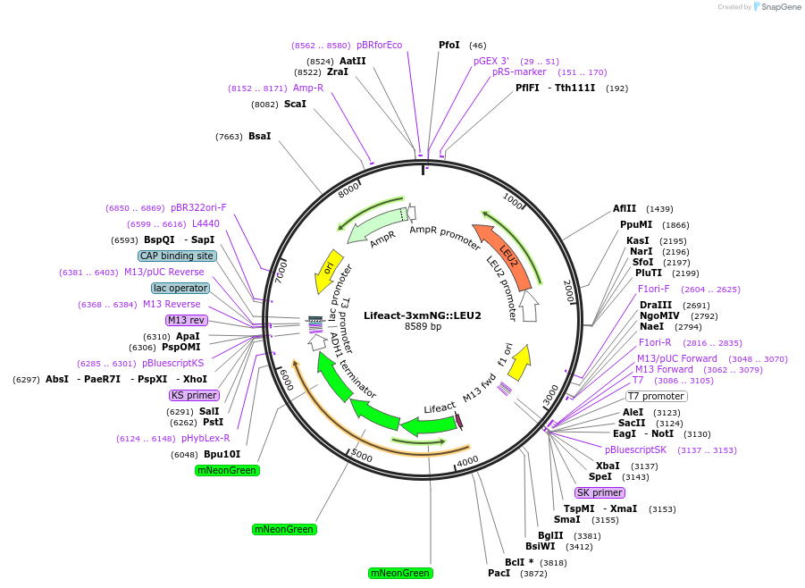 227594-plasmid-map-sequence-id-469849