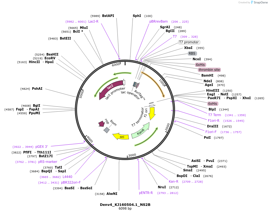 234402-plasmid-map-sequence-id-469864