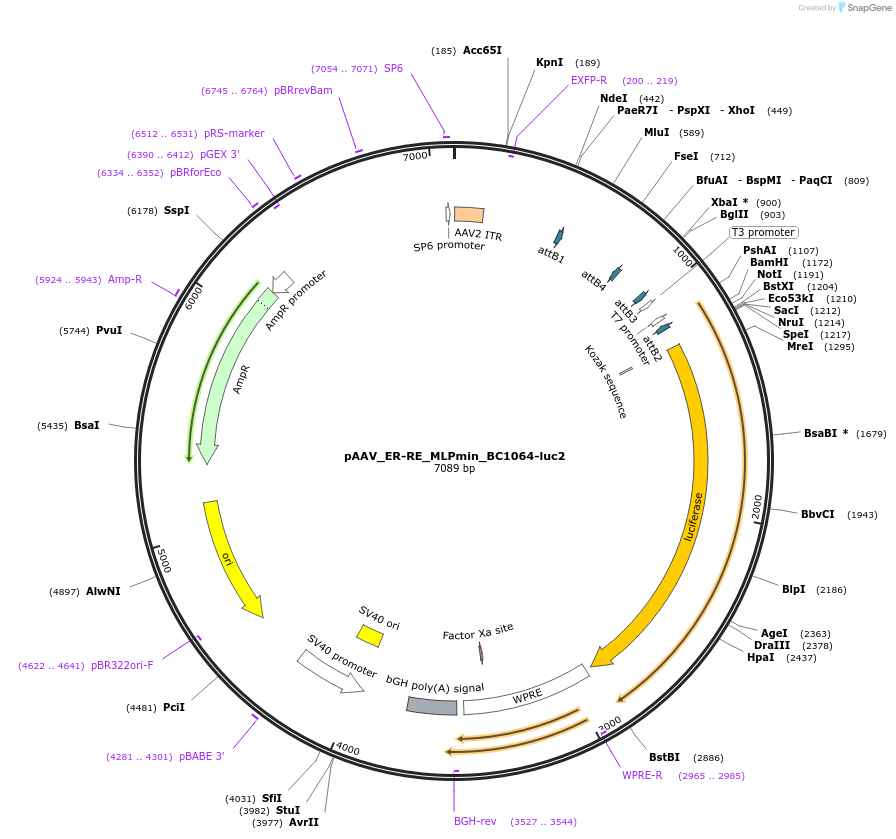 227110-plasmid-map-sequence-id-469868