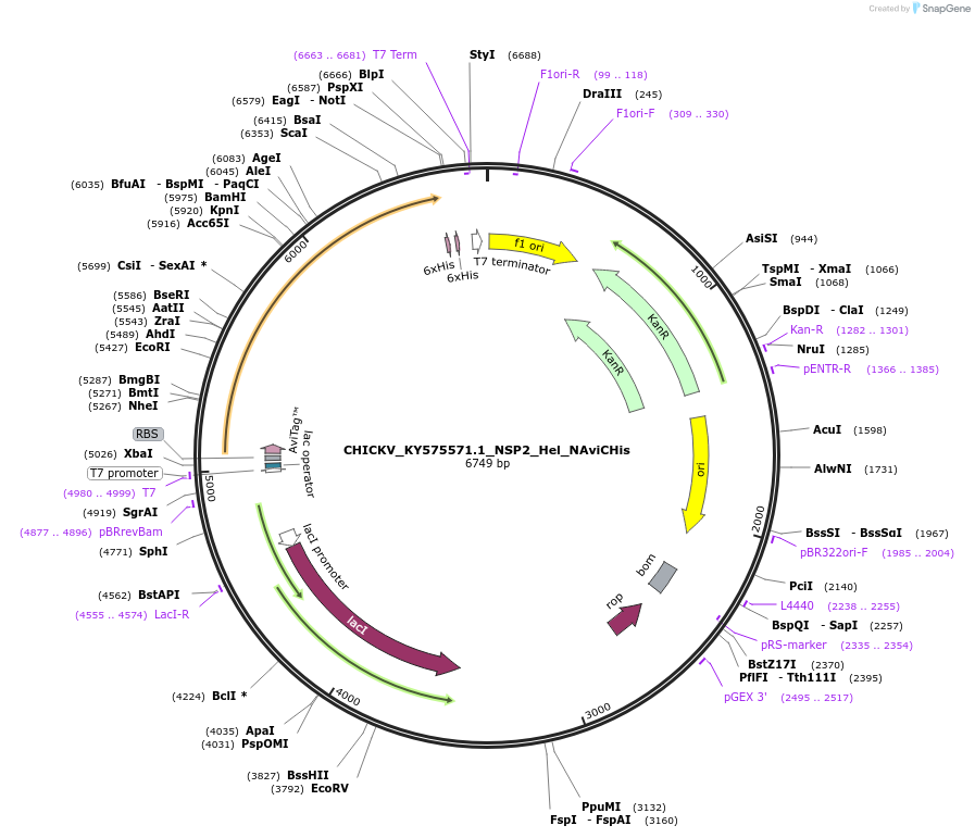 234397-plasmid-map-sequence-id-469869