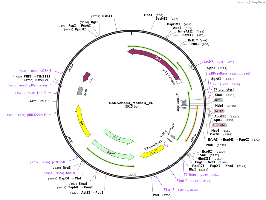 234389-plasmid-map-sequence-id-469871